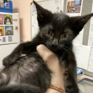 Picture of Baby Bear