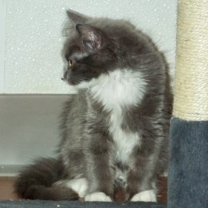 Picture of Biscotti