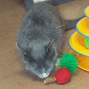 Picture of Biscotti