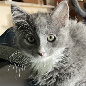 Picture of Biscotti