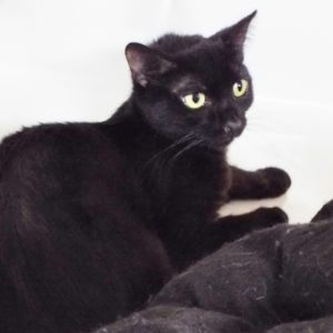 Picture of Blackie