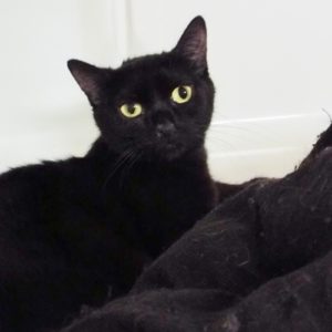 Picture of Blackie