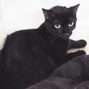 Picture of Blackie