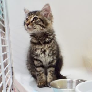 Picture of Brownie