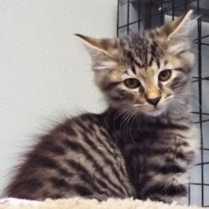Picture of Brownie