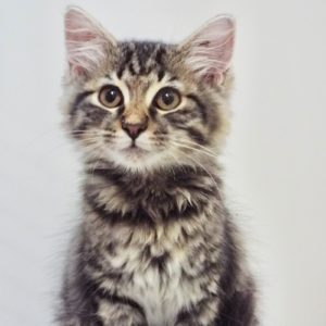 Picture of Brownie