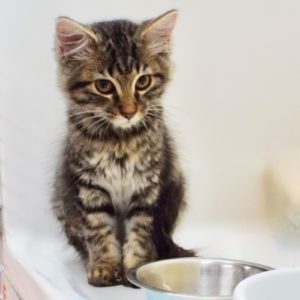 Picture of Brownie