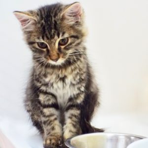 Picture of Brownie