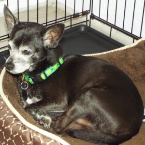 Picture of Chico