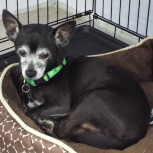 Picture of Chico