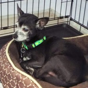 Picture of Chico