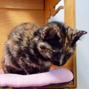 Picture of Chiquita