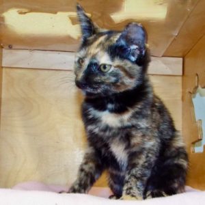 Picture of Chiquita