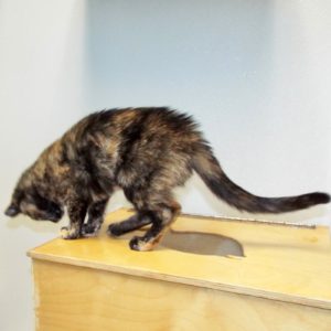 Picture of Chiquita