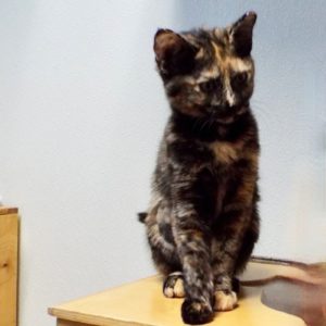Picture of Chiquita