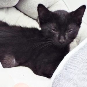Picture of Choko