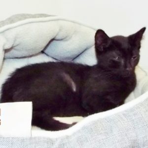 Picture of Choko