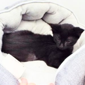 Picture of Choko