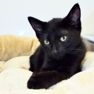 Picture of Cookie
