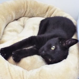 Picture of Cookie