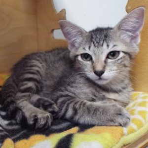 Picture of Cupcake