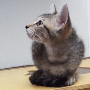 Picture of Cupcake