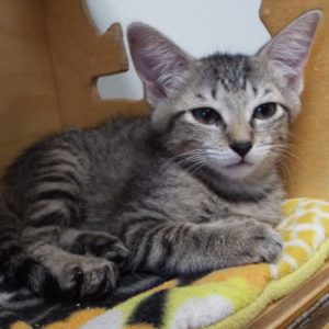 Picture of Cupcake