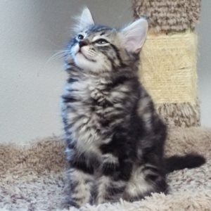 Picture of Dawdle