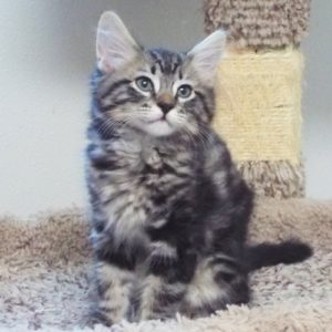 Picture of Dawdle