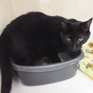 Picture of Ebony