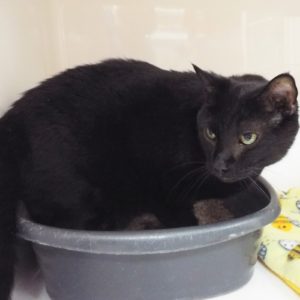 Picture of Ebony