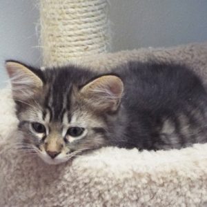 Picture of Firefly (R.B.)
