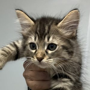Picture of Firefly (R.B.)