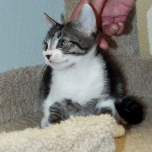 Picture of Puff