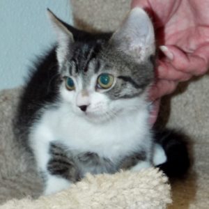 Picture of Puff