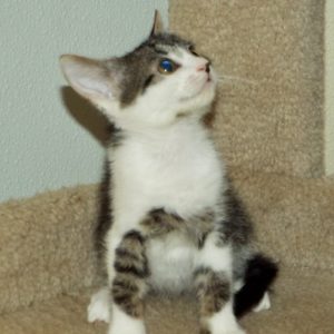 Picture of Puff