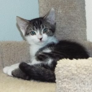 Picture of Puff