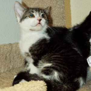Picture of Puff