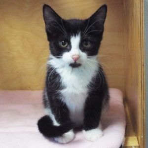 Picture of Fluff