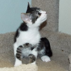 Picture of Puff