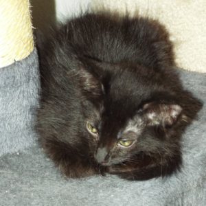 Picture of Gingersnap