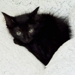 Picture of Gingersnap