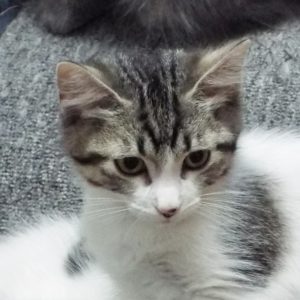 Picture of Gumby