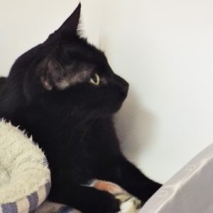 Picture of Jet