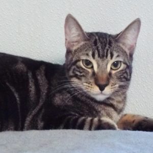 Picture of Linger