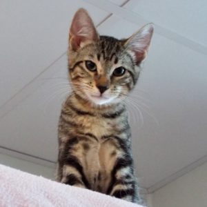 Picture of Lollygag
