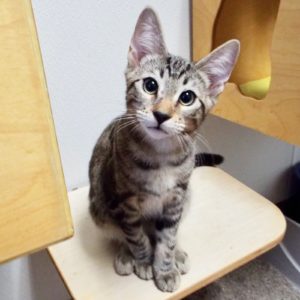 Picture of Lollygag