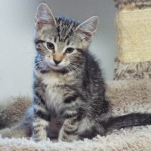 Picture of Lollygag