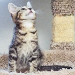 Picture of Lollygag
