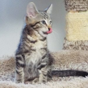 Picture of Lollygag